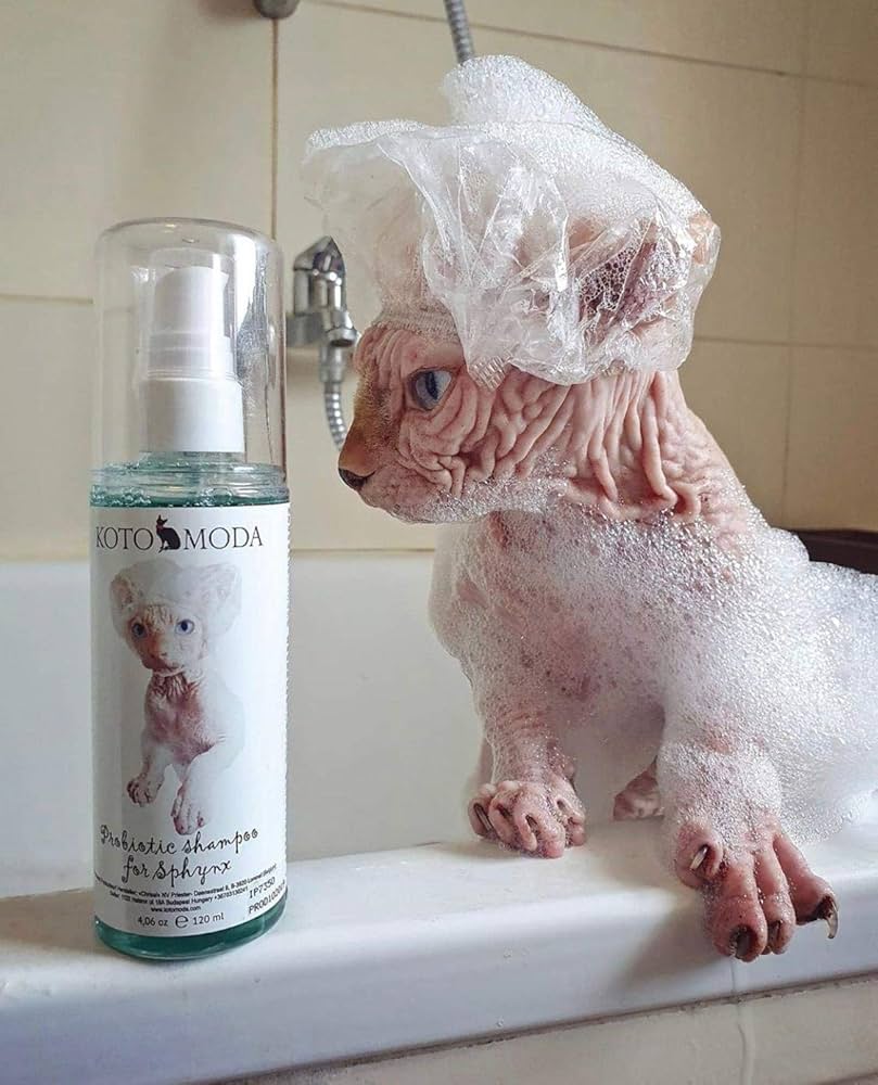 Cuidados e higiene al adoptar un Gato Sphynx