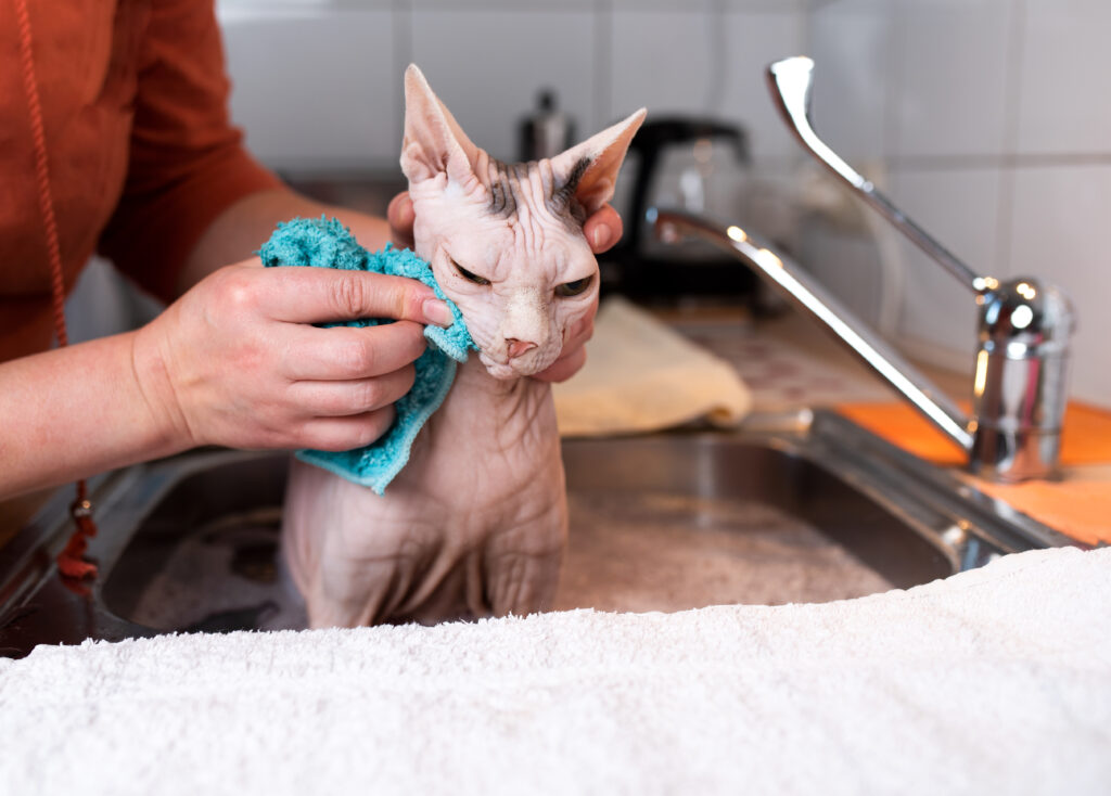 Cuidados e higiene al adoptar un Gato Sphynx