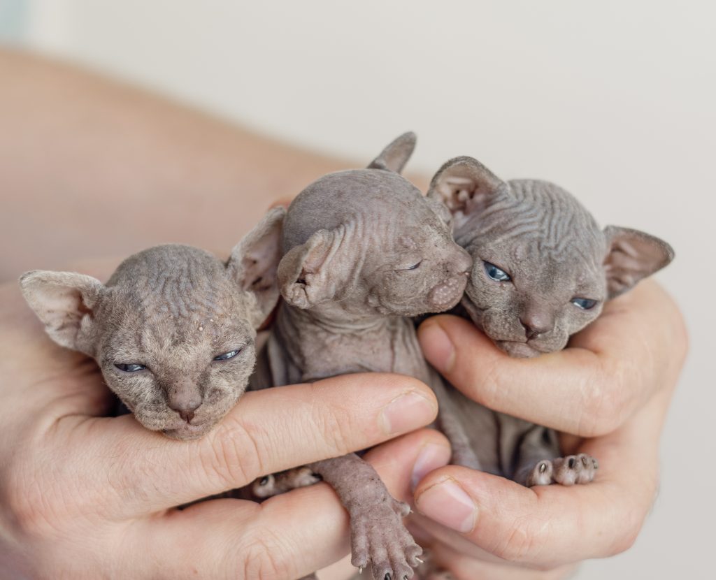 Sobre nosotros como criadores de Sphynx