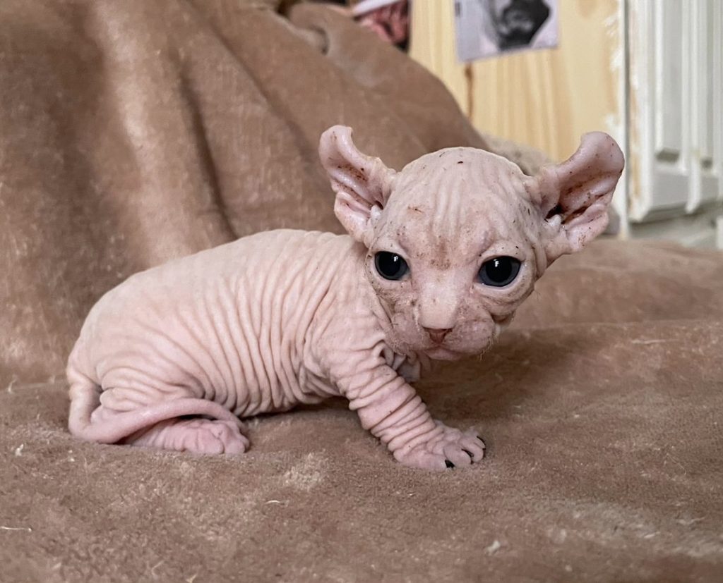 Sobre nosotros como criadores de Sphynx