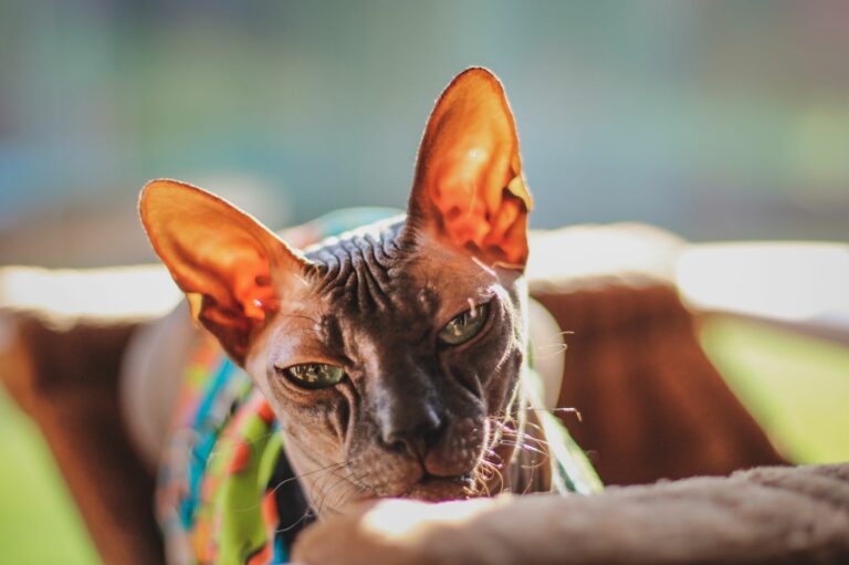 ¿Qué sabemos sobre los gatos Sphynx?