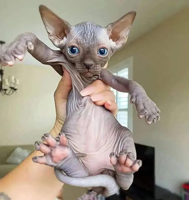 Sphynx Latinos