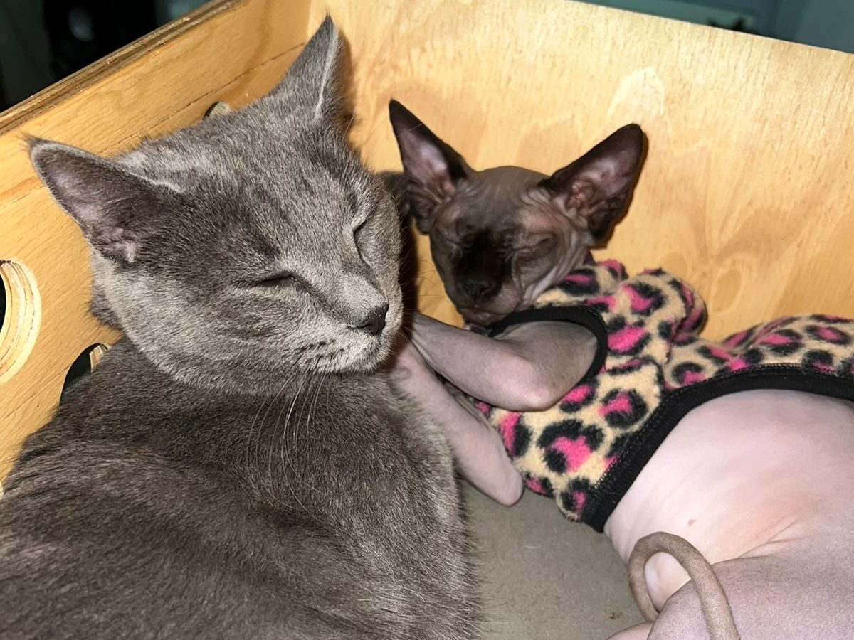 Sobre nosotros como criadores de Sphynx