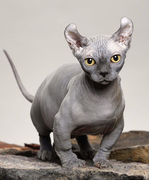 Sphynx Latinos