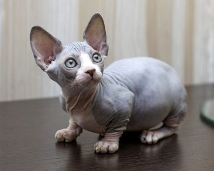 Sphynx Latinos