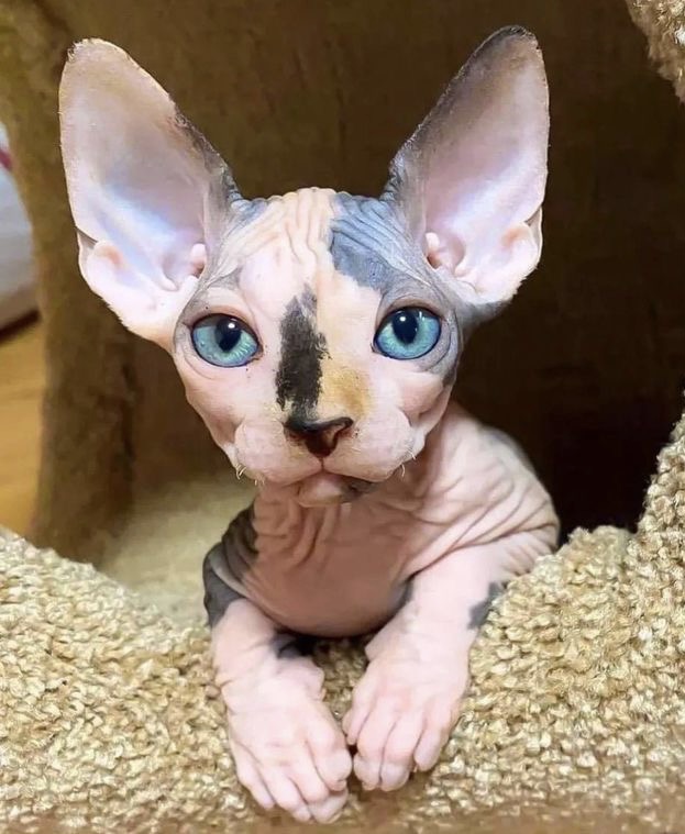 Sphynx Latinos