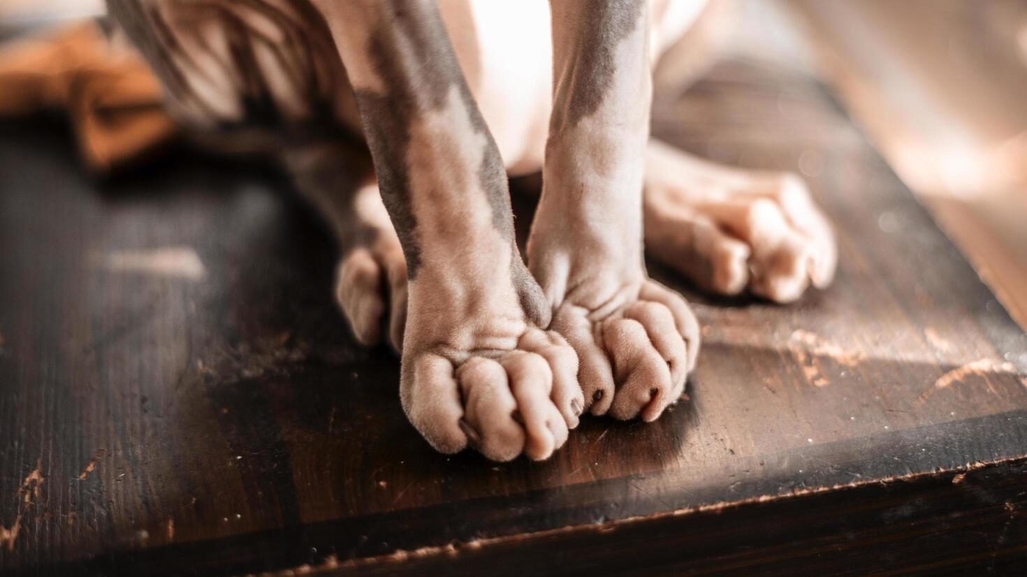 Cuidados e higiene al adoptar un Gato Sphynx