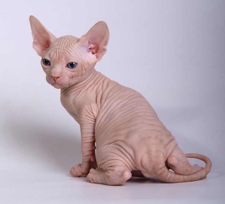 Sphynx Latinos