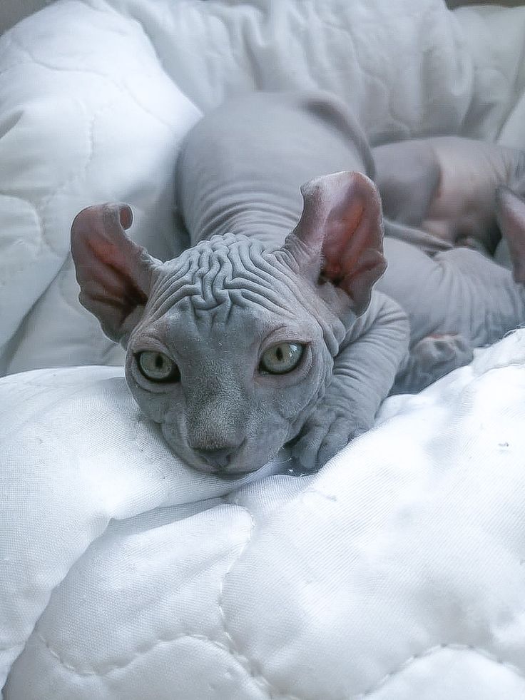 Sphynx Latinos