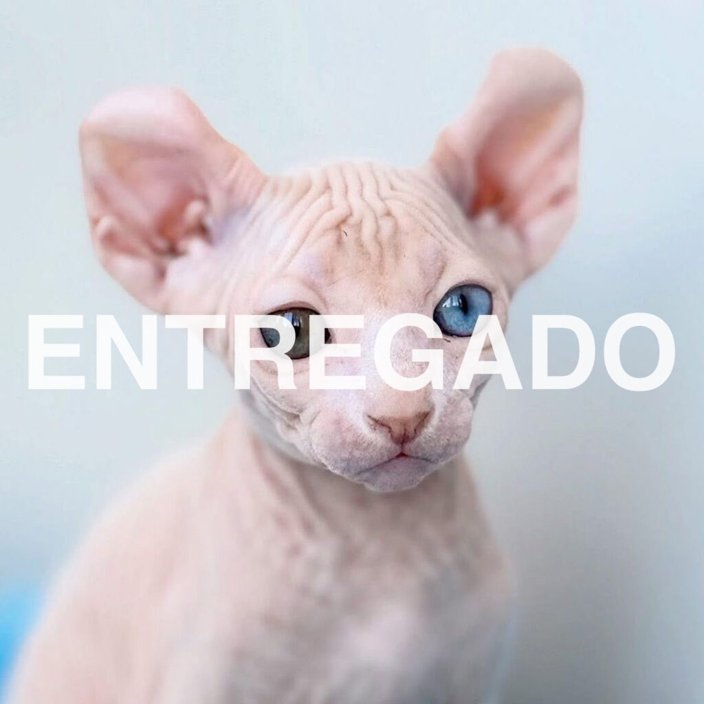 Cachorros