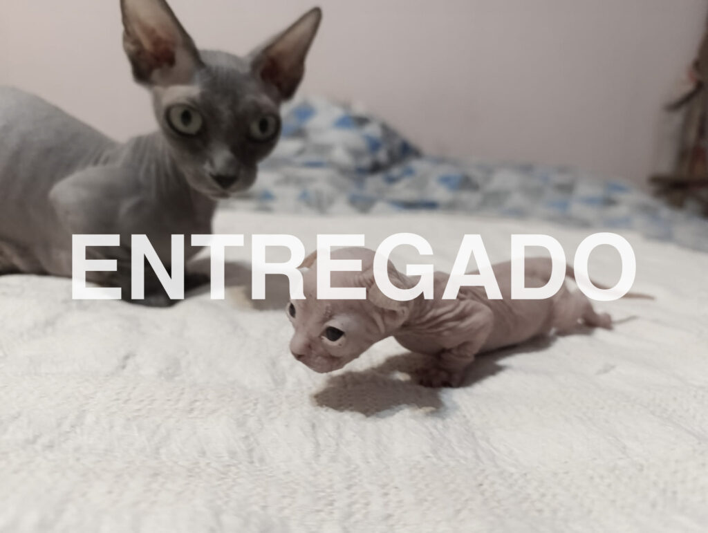 Cachorros