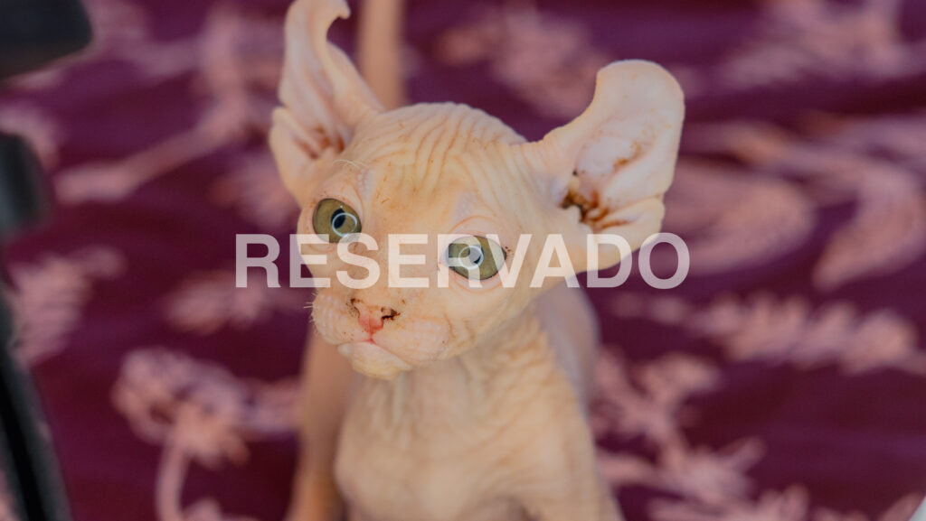 Cachorros