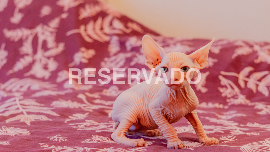 Cachorros