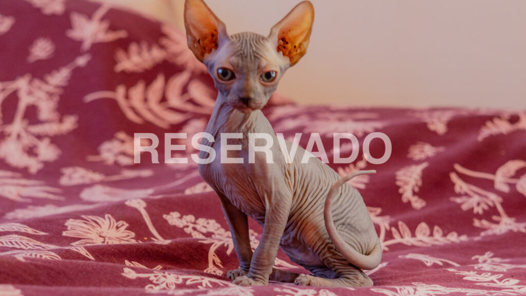 Cachorros