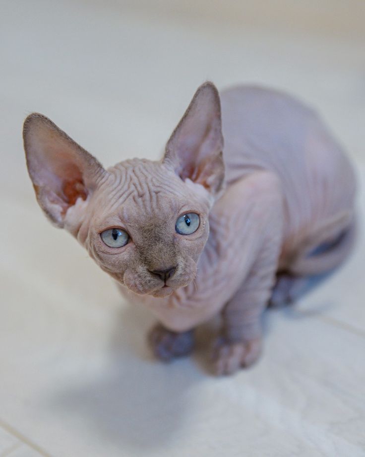 Sphynx Latinos