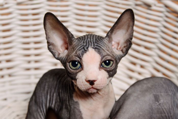 Sphynx Latinos