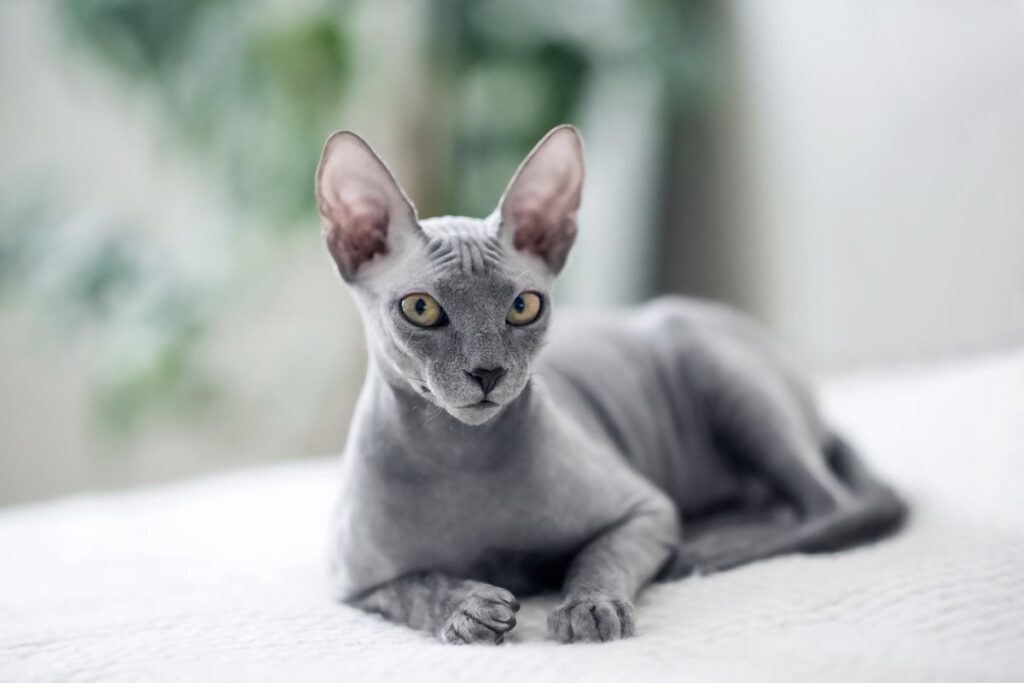 Sphynx Latinos