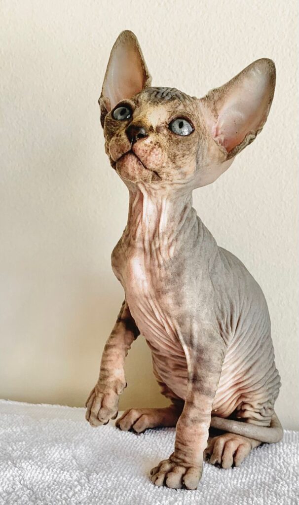 Sphynx Latinos