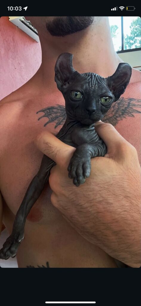 Sphynx Latinos